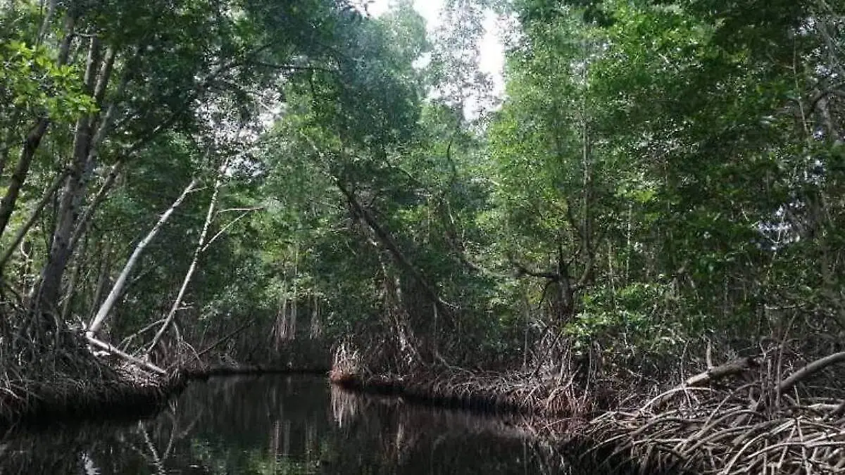 Manglares de Chiapas